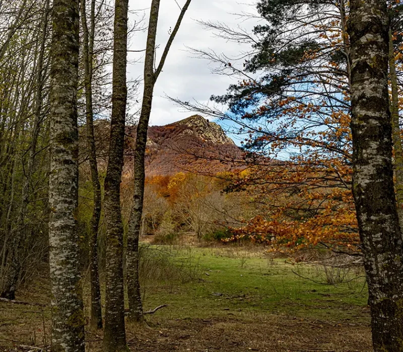 Forest in Montseny