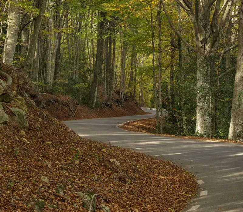 Tree-lined road in Montseny